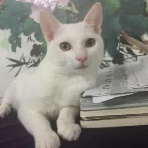 宠物猫排行榜 宠物猫排行榜 宠物猫价格 宠物猫价格排行