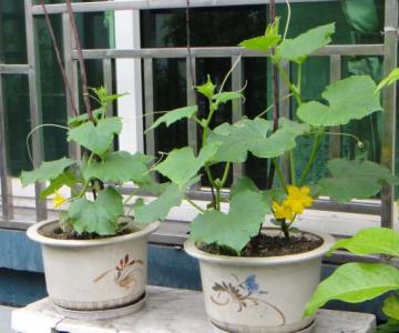 花盆种圣女果 花盆种黄瓜