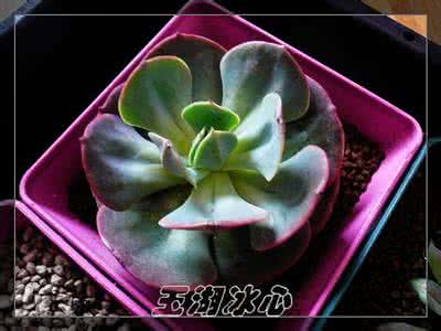 cv阁下 粉红台阁（Echeveria runyonii cv）的养殖方法