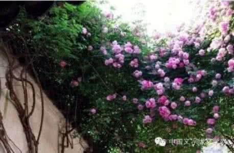 综漫之蔷薇花香的秘密 蔷薇,你且香着