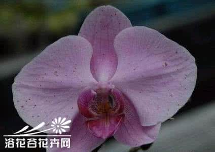 蝴蝶兰灰霉病 蝴蝶兰灰霉病及其防治