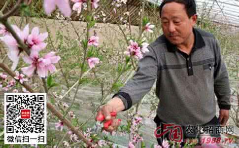 桃树修剪技术视频 修剪枝叶 桃树修剪枝叶技术详情介绍