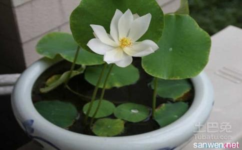 碗莲的种植方法水培 【碗莲】水培碗莲 碗莲的种植方法