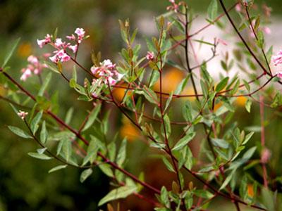 罗布麻纤维 “纤维之王”——罗布麻(图)