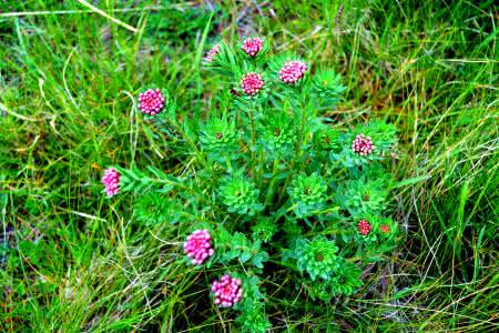 狼毒花的功效与作用 狼毒花 盛开的狼毒花