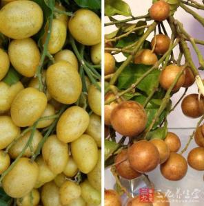 孕妇可以吃黄皮果吗 孕妇吃黄皮果的注意事项