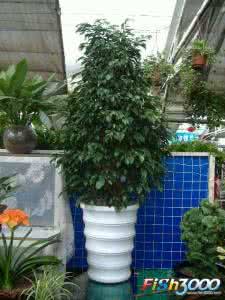 适合放在办公室的植物 室内吸毒植物，买一盆放在家里和办公室里吧！！