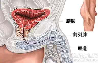 尿不净原因 尿不净是怎么回事 尿不净产生的原因