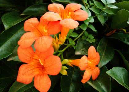 凌霄花花语 凌霄花花语 凌霄花花语介绍 凌霄花花语大全