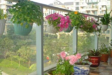 阳台花卉 阳台种植花卉对住宅风水好不好
