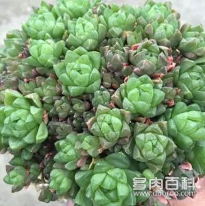 玉露品种辨别图片大全 玉露品种大全及图片
