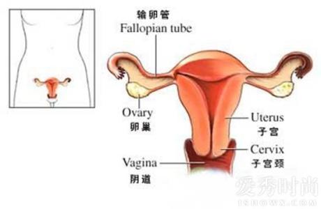 月经期子宫内膜厚度 月经期子宫内膜厚度 保护子宫的方法 经期做这事竟会毁了子宫