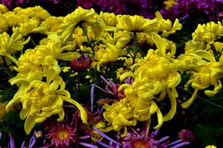红楼梦菊花诗赏析 赏菊赏诗