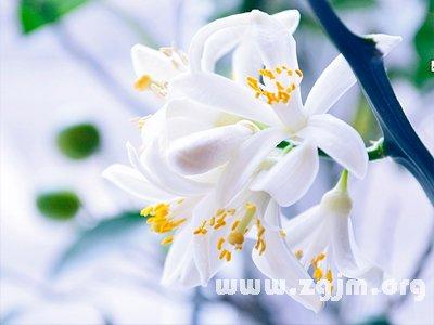 柠檬草的花语 柠檬花的花语