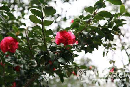 山茶花什么时候开花 山茶花花期 【山茶花什么时候开】山茶花花期怎么调控