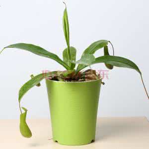 驱除蚊蝇 室内怎么驱除蚊蝇？