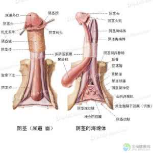 生理图库:了解一下男人的阴茎软硬