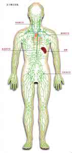柔术生死功秘传 秘人体三处淋巴决定生死!这套按摩方法,可救命!(职业医师,亲身示范)