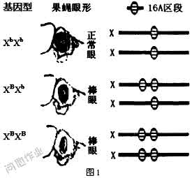 眼部整形常见失败表现 常见的几种眼形分析(组图)