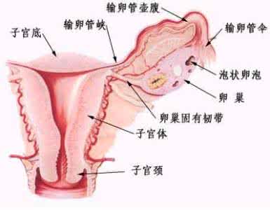 卵巢大小正常范围 卵巢大小正常范围 告诉大家什么是健康卵巢