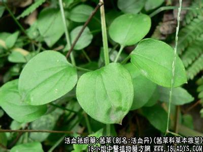 茜草科 茜草(茜草科草本根茎)