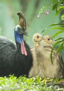 澳大利亚食火鸡 澳大利亚食火鸡 世界上令人震撼的美景