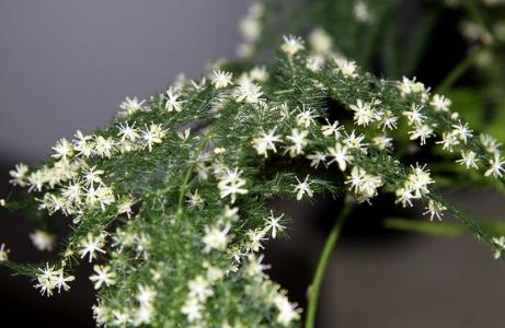 文竹开花和风水的关系 文竹会开花吗