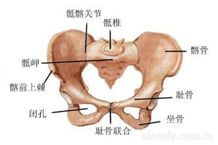 支气管激发试验痛苦吗 激痛点就是激发点、耻骨、大腿外侧