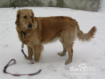 狗狗配种成功后的状态 怎么判断狗狗已经交配成功