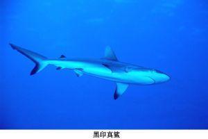 黑印真鲨是保护动物吗 黑印真鲨