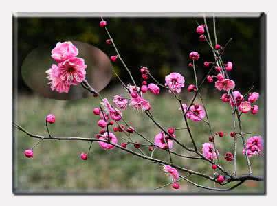 梅花小坎钩针外套全集 钩针模式----“梅花朵朵”