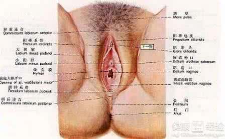 外阴湿疹怎么治疗方法 外阴湿疹是什么 患者的治疗有哪些
