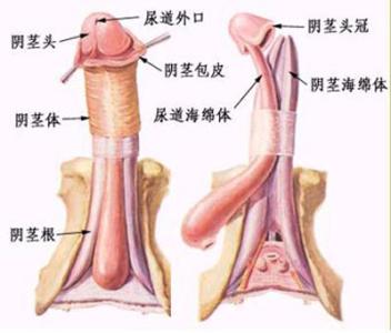 阴茎最大的图片真实 让你尖叫的真实阴茎图片（套图）