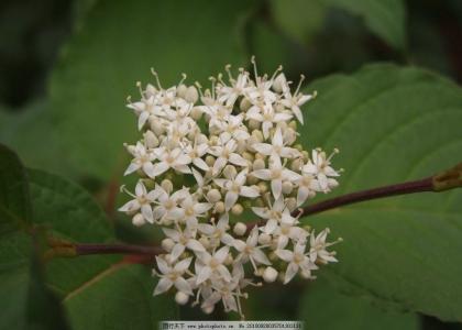 聚伞花序 小聚伞花序