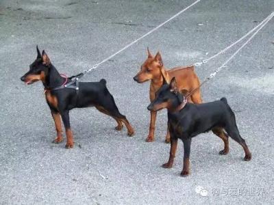 超小型犬 如果你也喜欢超小型犬…