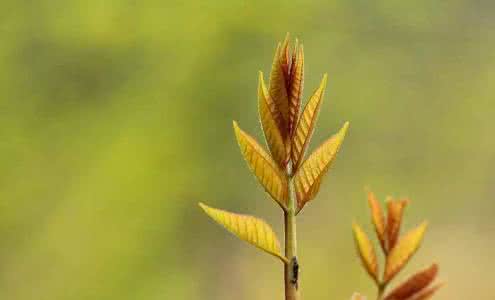 谷雨又是人间一度春 谷雨最清雅，人间几度春——最美谷雨图25幅