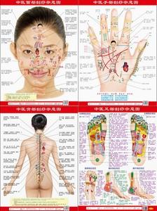 中医背部刮痧示意图 刮痧示意图『背部、面部、手部全套』