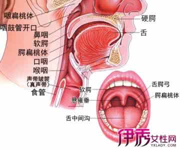 扁桃体发炎中医疗法 喉咙发炎怎么办？5种疗法自我调理喉咙发炎