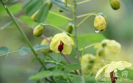 云实的功效与作用有哪些