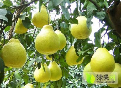 柚子品种介绍 柚子价格行情 2014柚子价格行情介绍