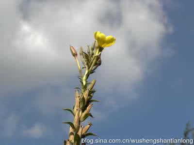 山芝麻 山芝麻 山芝麻