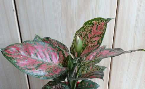 室内大型耐阴观叶植物 耐阴观叶植物 最灿烂的彩色室内观叶植物,没想到那么耐阴