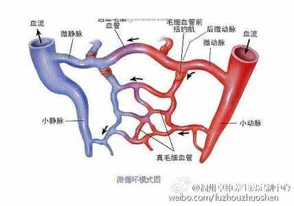 加速血液循环 什么能加速血液循环呢?