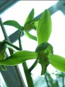 红莲素心 蒋淑玉 【诗词大观】素心如莲蒋淑玉诗词精选