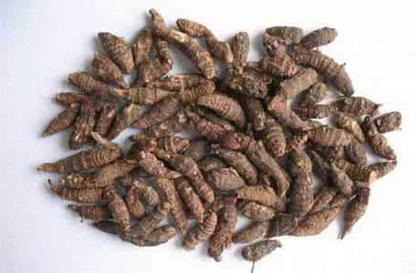 醋三棱的功效与作用 醋三棱的功效与作用 三棱的功效与作用有哪些呢