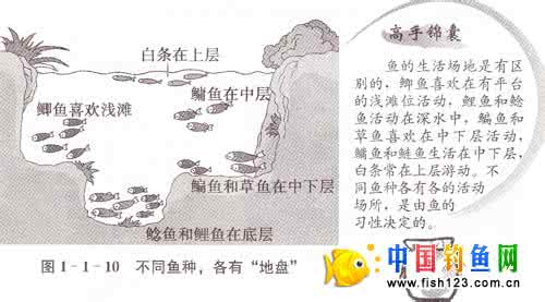 淡水钓鱼大赛 常钓的淡水鱼在水中的分布示意图
