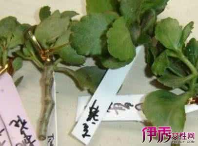 长寿花的扦插方法图片 长寿花的扦插方法 长寿花的扦插方法介绍