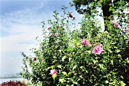 最美的木槿花图片大全 木槿：可能是最美的食材之一了