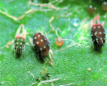 螨虫叮咬后的症状图片 螨