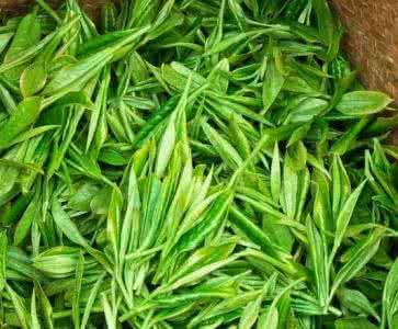 普洱茶春茶 旱季春茶是最好普洱茶